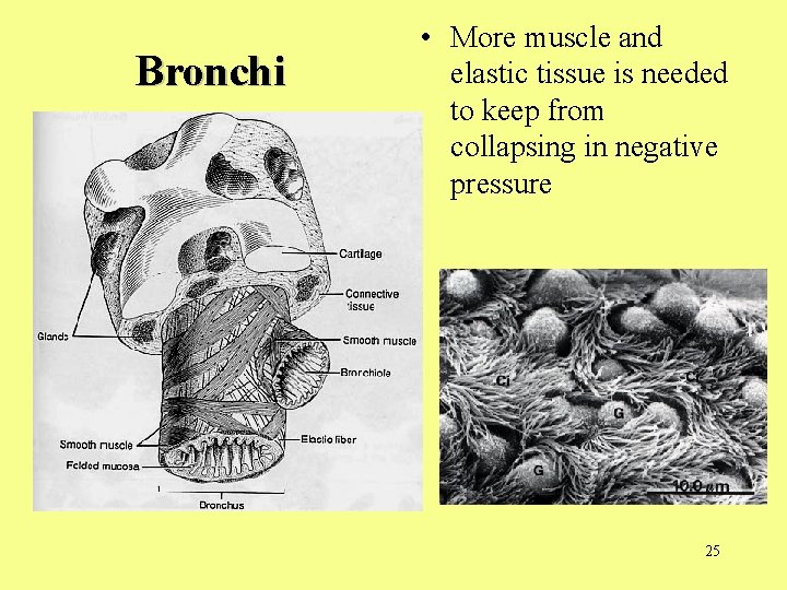Bronchi • More muscle and elastic tissue is needed to keep from collapsing in