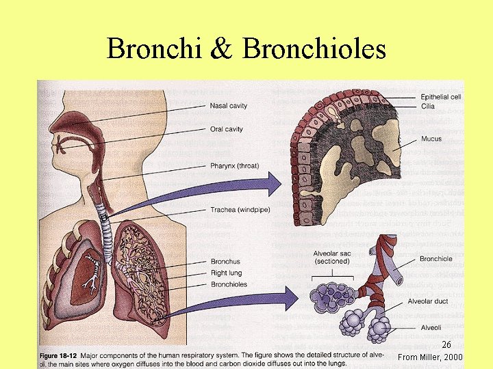 Bronchi & Bronchioles 26 