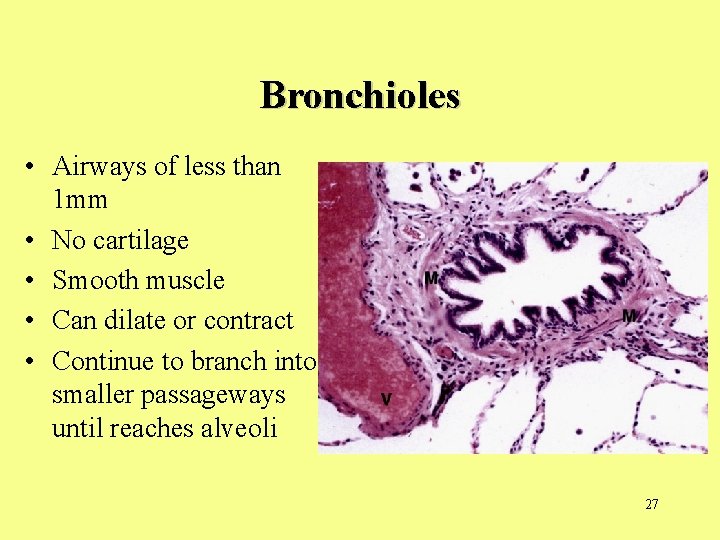 Bronchioles • Airways of less than 1 mm • No cartilage • Smooth muscle