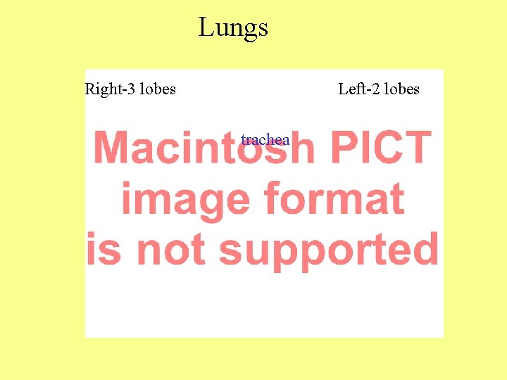 Lungs Right-3 lobes Left-2 lobes trachea 
