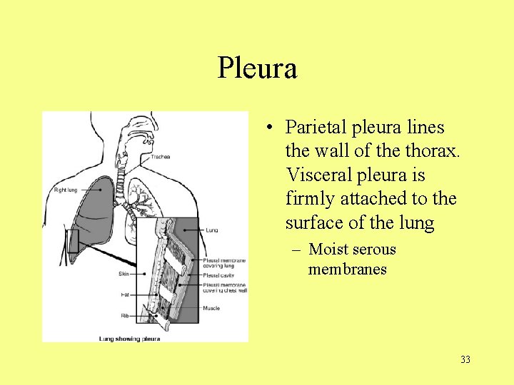 Pleura • Parietal pleura lines the wall of the thorax. Visceral pleura is firmly