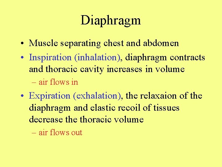 Diaphragm • Muscle separating chest and abdomen • Inspiration (inhalation), diaphragm contracts and thoracic