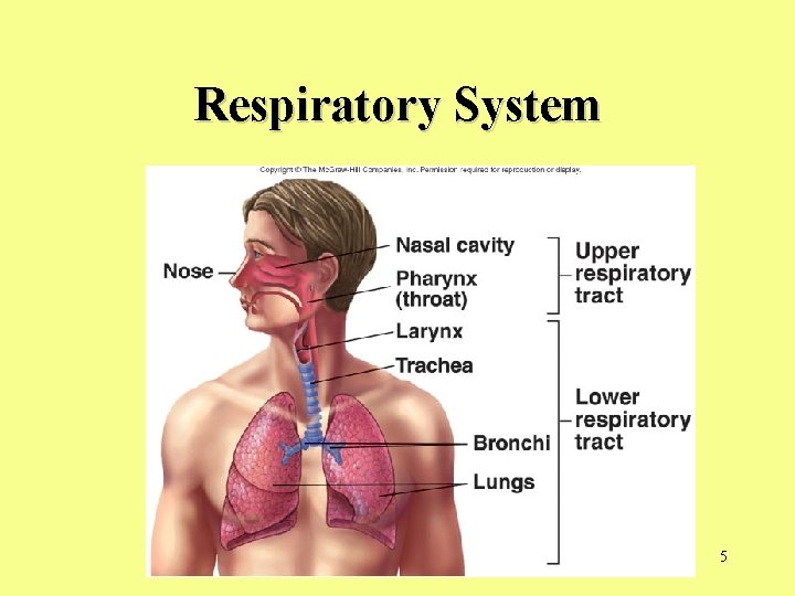 Respiratory System 5 