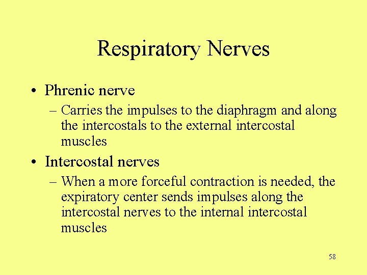 Respiratory Nerves • Phrenic nerve – Carries the impulses to the diaphragm and along