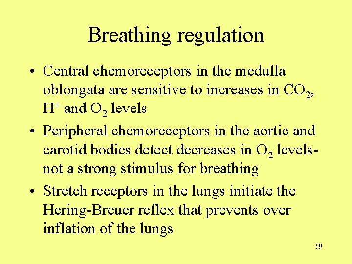 Breathing regulation • Central chemoreceptors in the medulla oblongata are sensitive to increases in