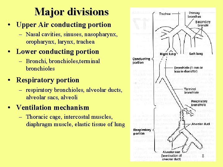 Major divisions • Upper Air conducting portion – Nasal cavities, sinuses, nasopharynx, oropharynx, larynx,
