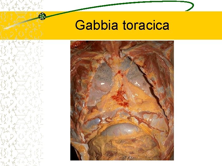 Gabbia toracica 