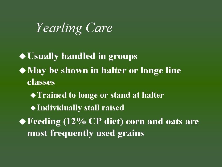 Yearling Care u Usually handled in groups u May be shown in halter or