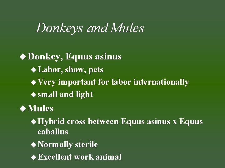 Donkeys and Mules u Donkey, Equus asinus u Labor, show, pets u Very important