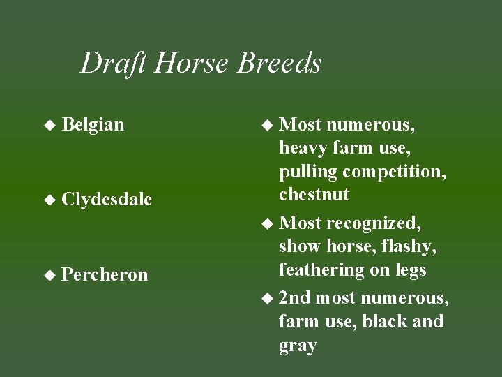 Draft Horse Breeds u Belgian u Clydesdale u Percheron u Most numerous, heavy farm