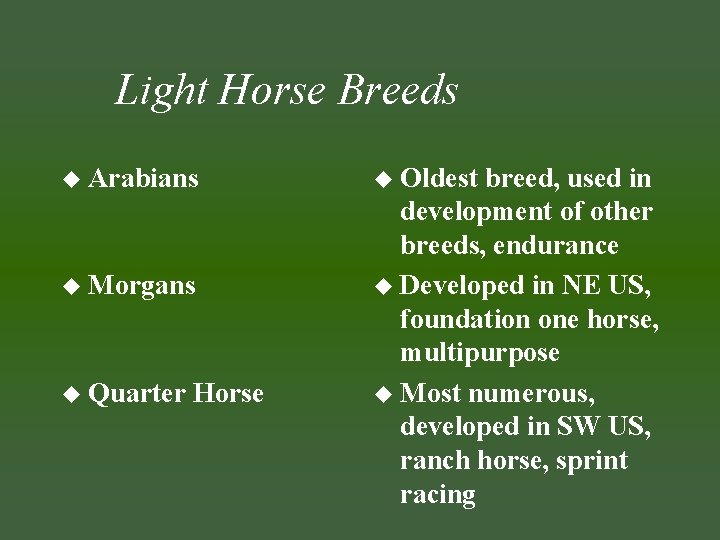 Light Horse Breeds u Arabians u Morgans u Quarter Horse u Oldest breed, used