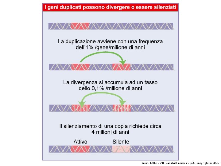 Lewin, IL GENE VIII, Zanichelli editore S. p. A. Copyright © 2006 