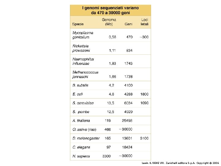 Lewin, IL GENE VIII, Zanichelli editore S. p. A. Copyright © 2006 
