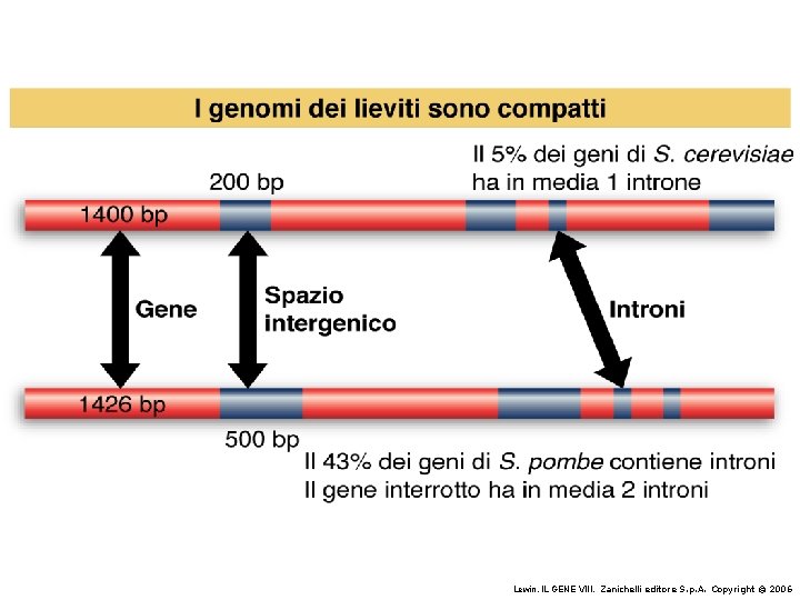Lewin, IL GENE VIII, Zanichelli editore S. p. A. Copyright © 2006 