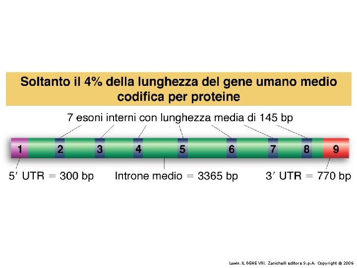 Lewin, IL GENE VIII, Zanichelli editore S. p. A. Copyright © 2006 