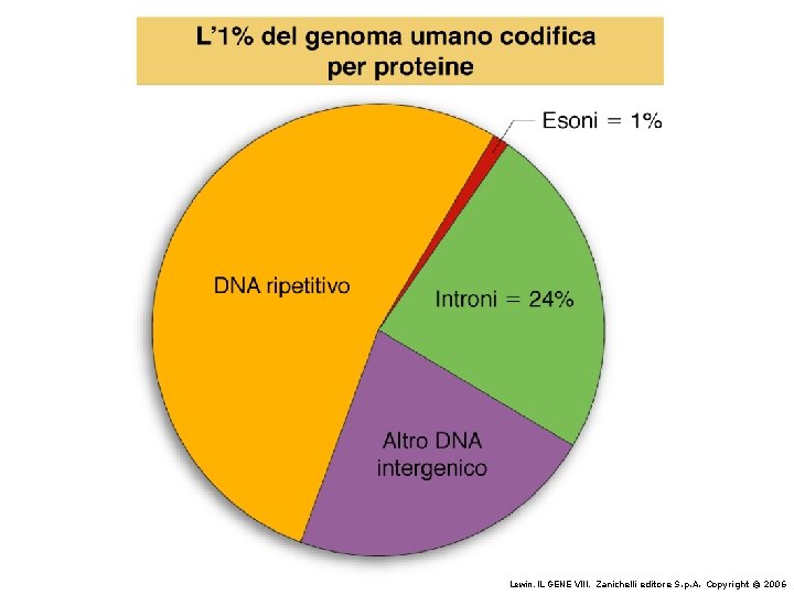 Lewin, IL GENE VIII, Zanichelli editore S. p. A. Copyright © 2006 