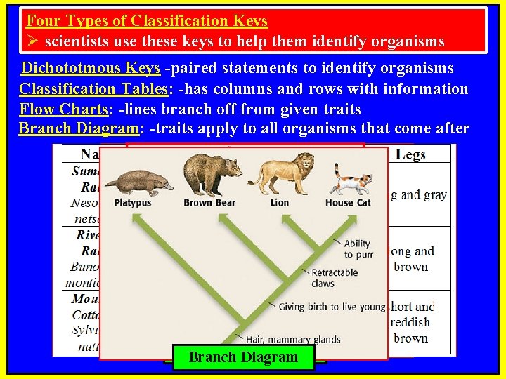 Four Types of Classification Keys Ø scientists use these keys to help them identify
