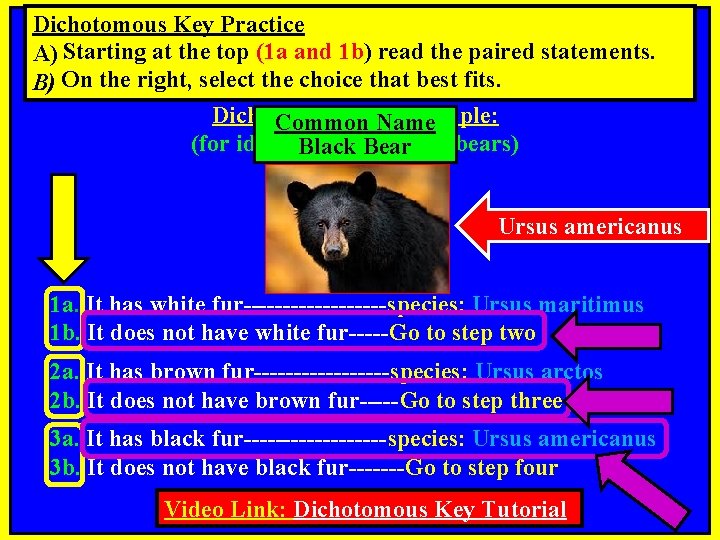 Dichotomous Key Practice A) Starting at the top (1 a and 1 b) read