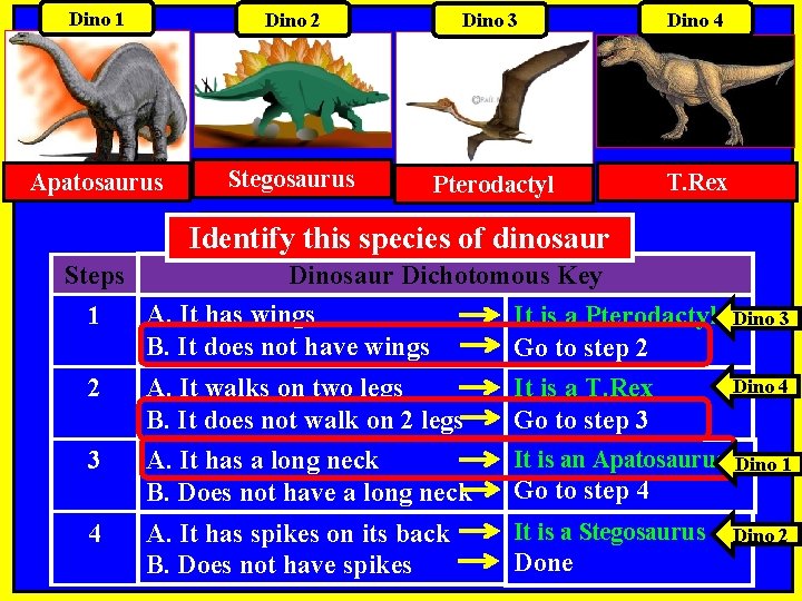 Dino 1 Dino 2 Dino 3 Dino 4 Apatosaurus Stegosaurus Pterodactyl T. Rex Dichotomous