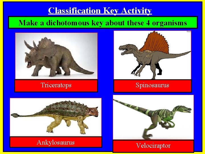Classification Key Activity Make a dichotomous key about these 4 organisms Triceratops Spinosaurus Ankylosaurus