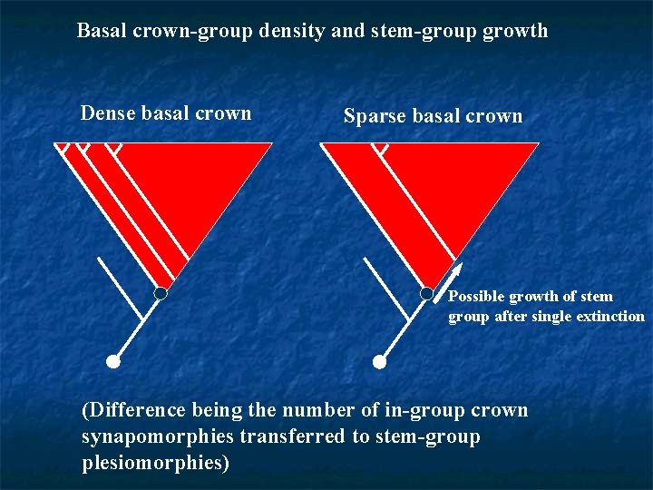 Basal crown-group density and stem-group growth Dense basal crown Sparse basal crown Possible growth