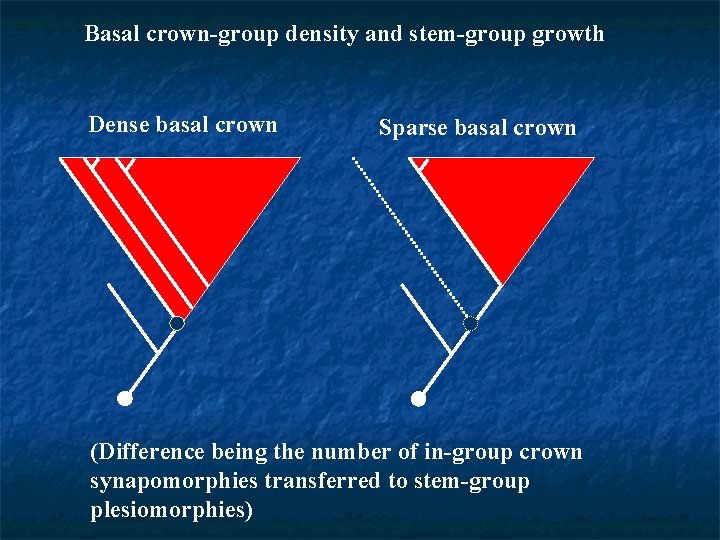 Basal crown-group density and stem-group growth Dense basal crown Sparse basal crown (Difference being