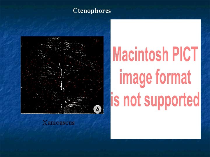 Ctenophores Xanioascus 