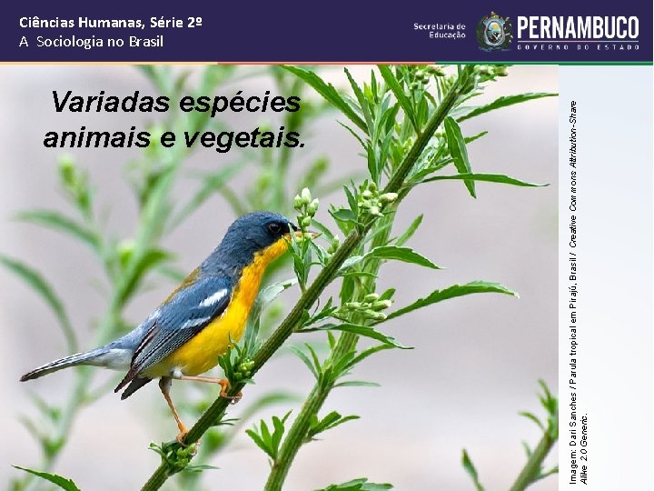 Variadas espécies animais e vegetais. Imagem: Dari Sanches / Parula tropical em Pirajú, Brasil