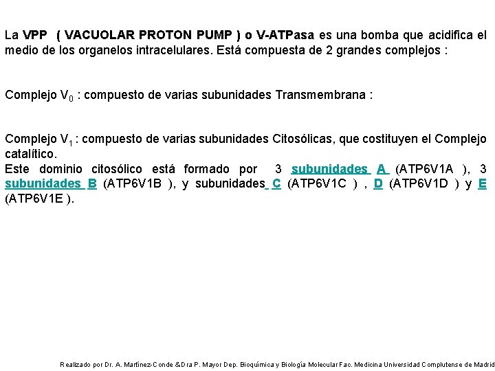 La VPP ( VACUOLAR PROTON PUMP ) o V-ATPasa es una bomba que acidifica