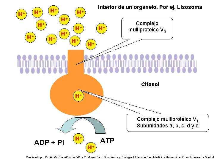 H+ H+ Interior de un organelo. Por ej. Lisosoma H+ H+ Complejo multiproteico V