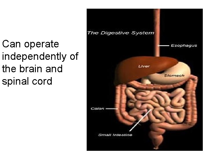 Can operate independently of the brain and spinal cord 