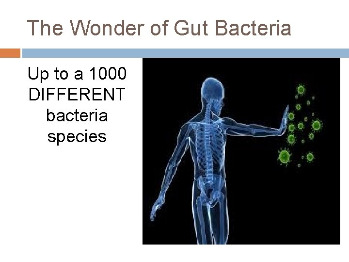 The Wonder of Gut Bacteria Up to a 1000 DIFFERENT bacteria species 