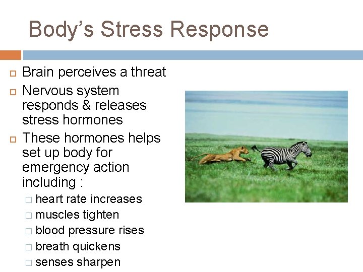 Body’s Stress Response Brain perceives a threat Nervous system responds & releases stress hormones