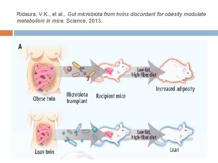 Ridaura, V. K. , et al. , Gut microbiota from twins discordant for obesity