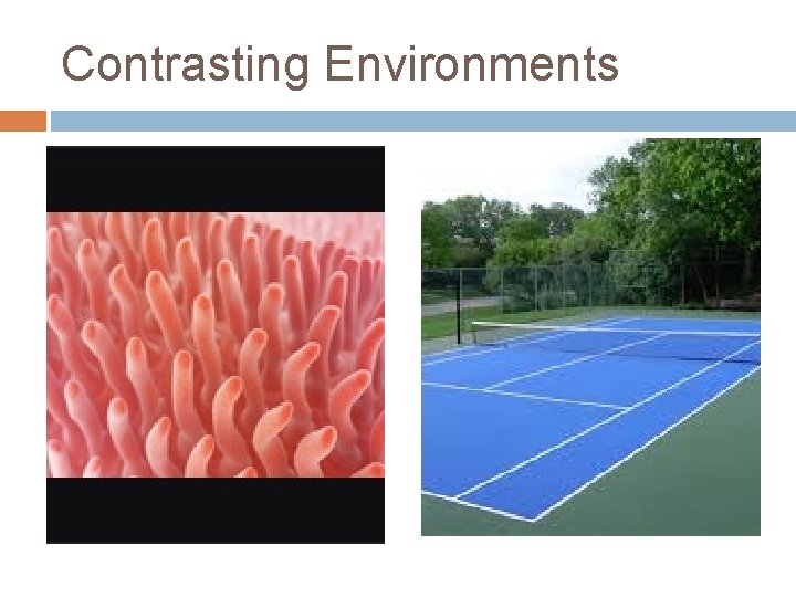 Contrasting Environments 