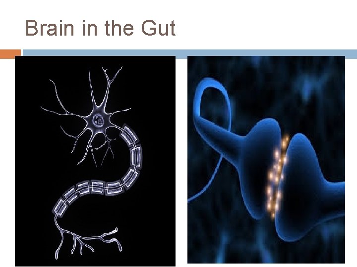 Brain in the Gut 