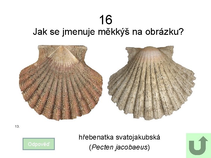 16 Jak se jmenuje měkkýš na obrázku? 13. Odpověď hřebenatka svatojakubská (Pecten jacobaeus) 