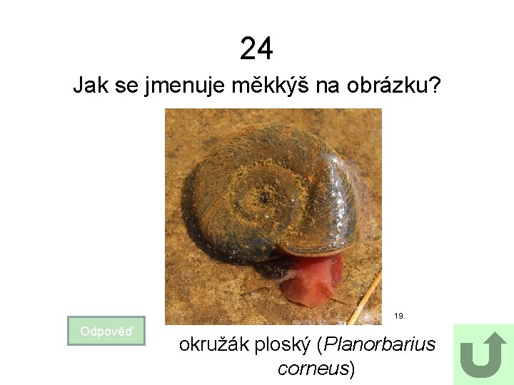 24 Jak se jmenuje měkkýš na obrázku? 19. Odpověď okružák ploský (Planorbarius corneus) 