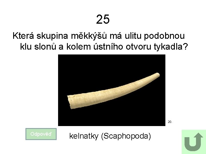 25 Která skupina měkkýšů má ulitu podobnou klu slonů a kolem ústního otvoru tykadla?