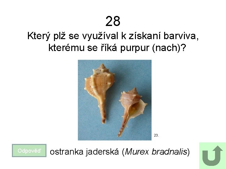 28 Který plž se využíval k získaní barviva, kterému se říká purpur (nach)? 23.