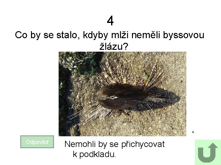 4 Co by se stalo, kdyby mlži neměli byssovou žlázu? 4. Odpověď Nemohli by