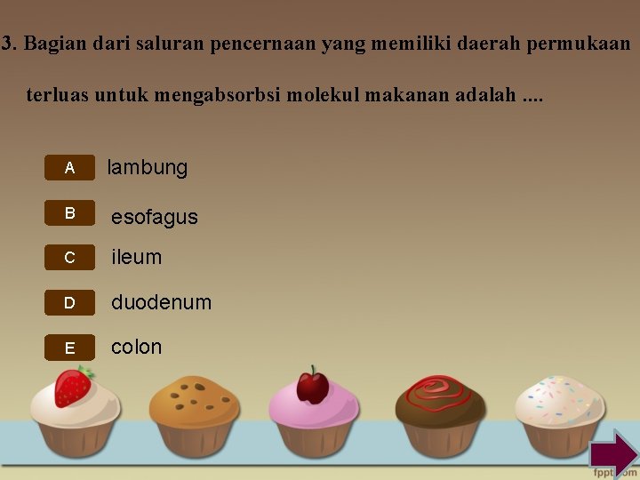 3. Bagian dari saluran pencernaan yang memiliki daerah permukaan terluas untuk mengabsorbsi molekul makanan