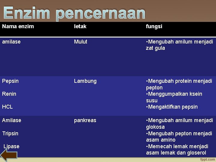 Enzim pencernaan Nama enzim letak fungsi amilase Mulut • Mengubah amilum menjadi zat gula