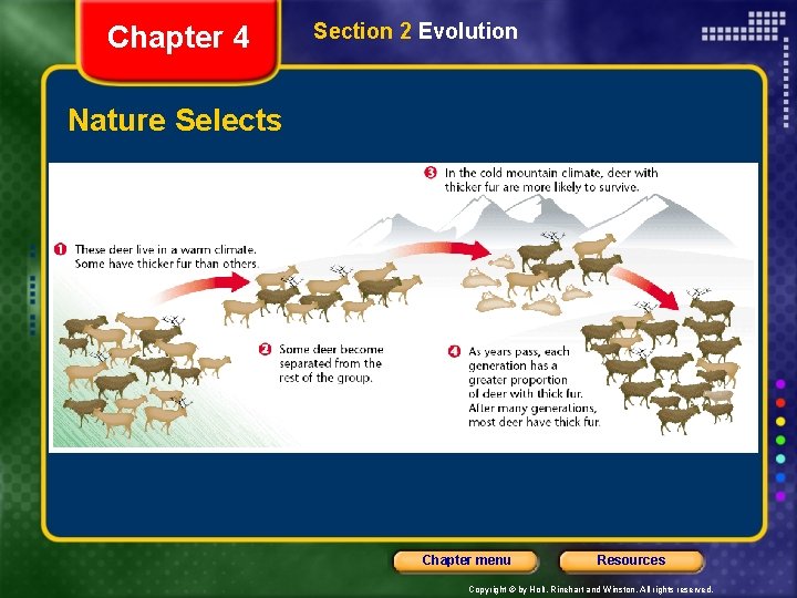 Chapter 4 Section 2 Evolution Nature Selects Chapter menu Resources Copyright © by Holt,