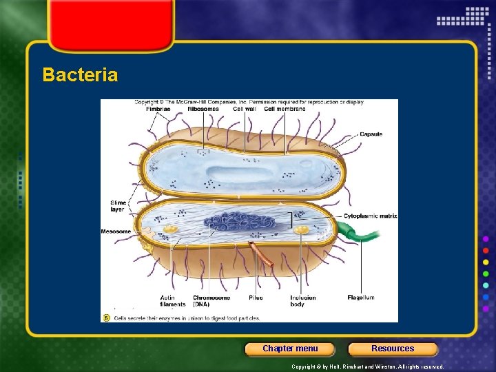 Bacteria Chapter menu Resources Copyright © by Holt, Rinehart and Winston. All rights reserved.