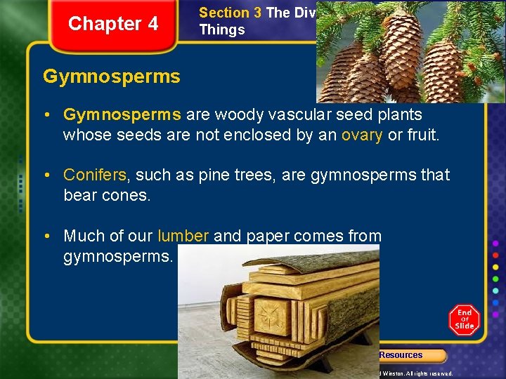 Chapter 4 Section 3 The Diversity of Living Things Gymnosperms • Gymnosperms are woody