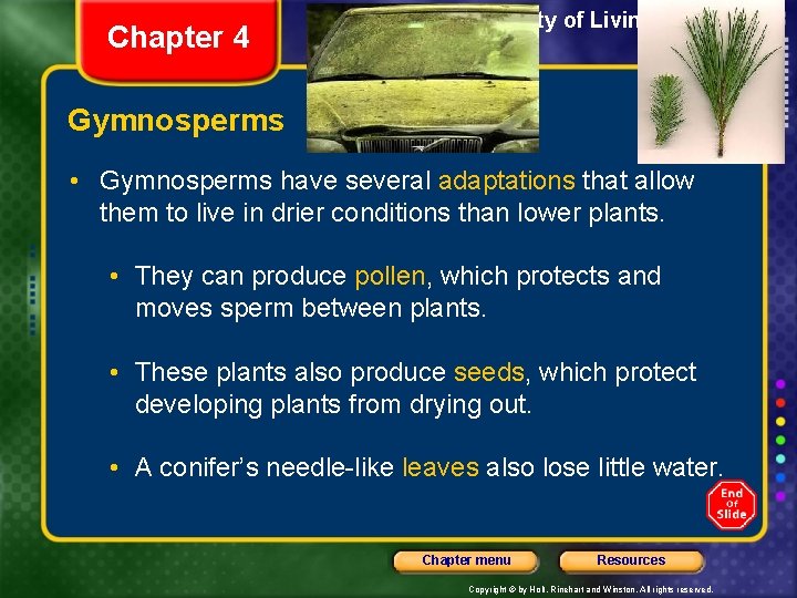 Chapter 4 Section 3 The Diversity of Living Things Gymnosperms • Gymnosperms have several