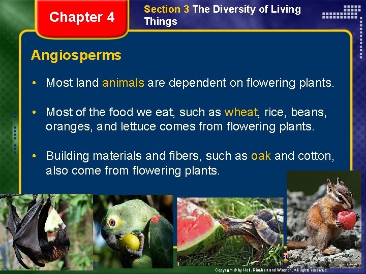 Chapter 4 Section 3 The Diversity of Living Things Angiosperms • Most land animals