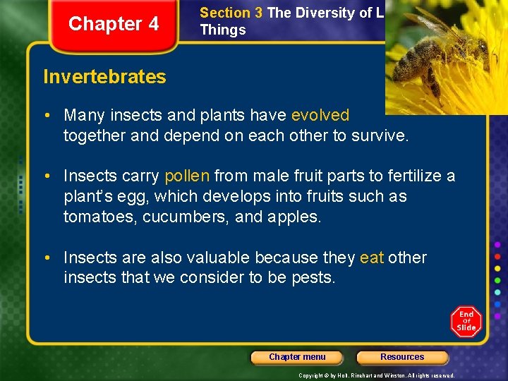 Chapter 4 Section 3 The Diversity of Living Things Invertebrates • Many insects and