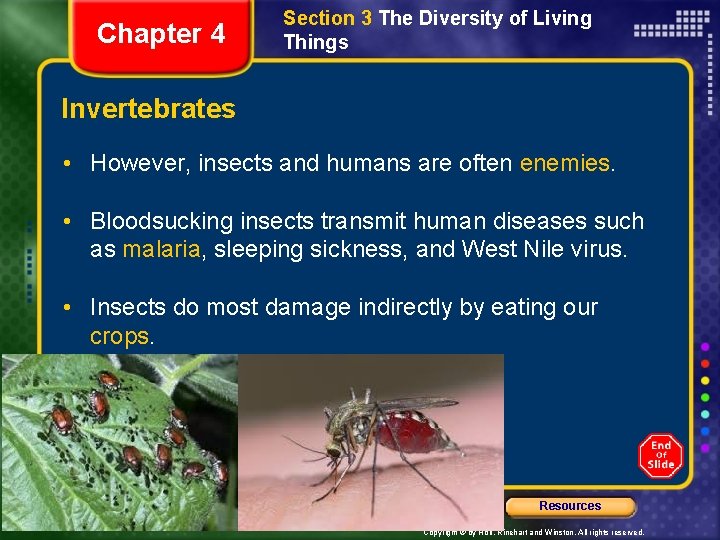 Chapter 4 Section 3 The Diversity of Living Things Invertebrates • However, insects and